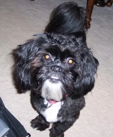shelby.webp