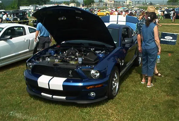 Shelby07.webp