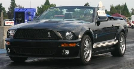 Shelby07.webp