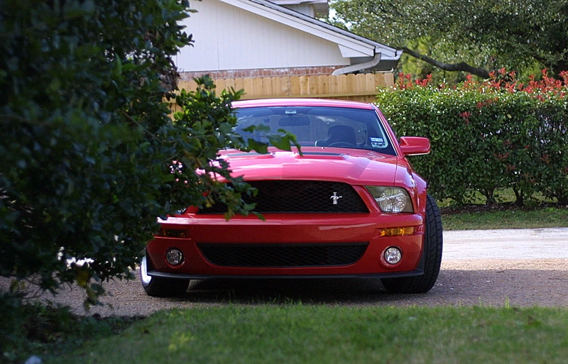 shelby09.webp