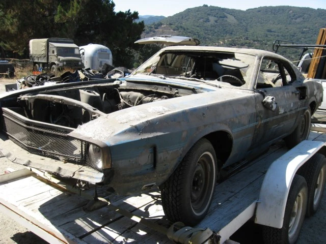 shelby2.webp