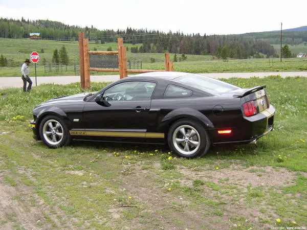 Shelby_002.webp