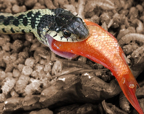 snake-eating-fish.webp