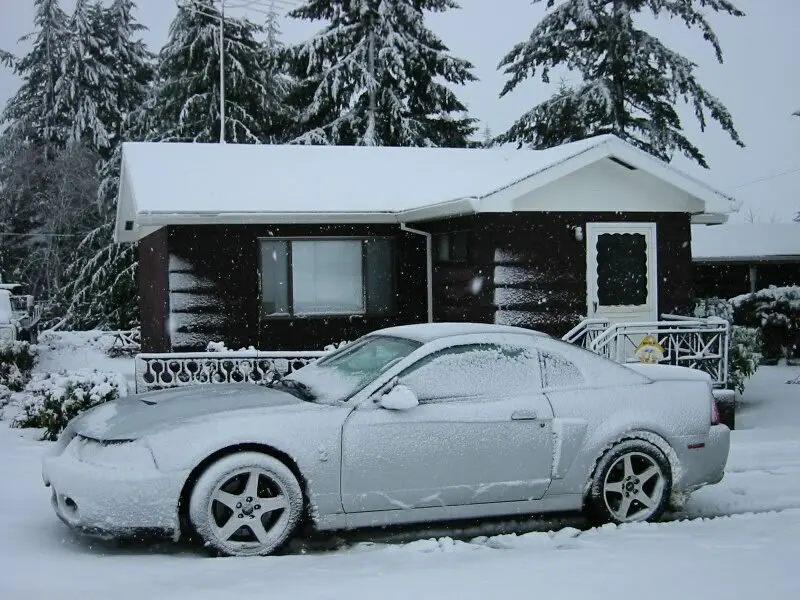 snowcobra.webp