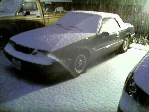 snowy%20mustang.webp