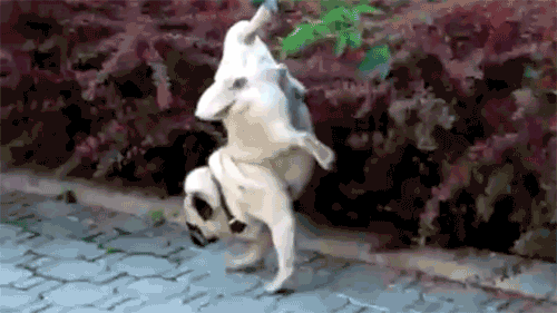 source.gif