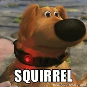 squirrel.webp