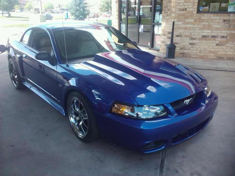 stang 02.webp