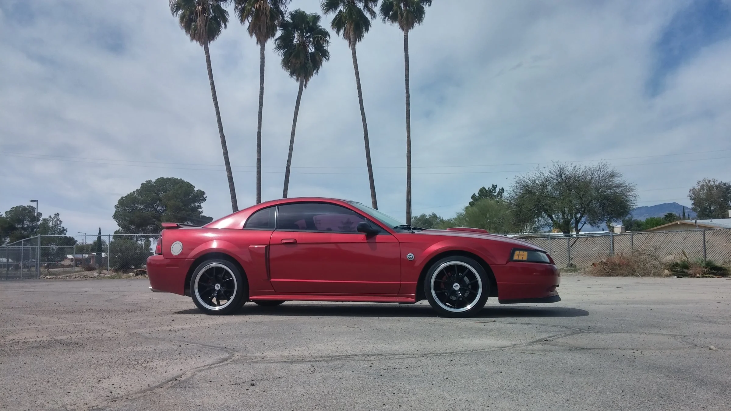 stang 1.webp