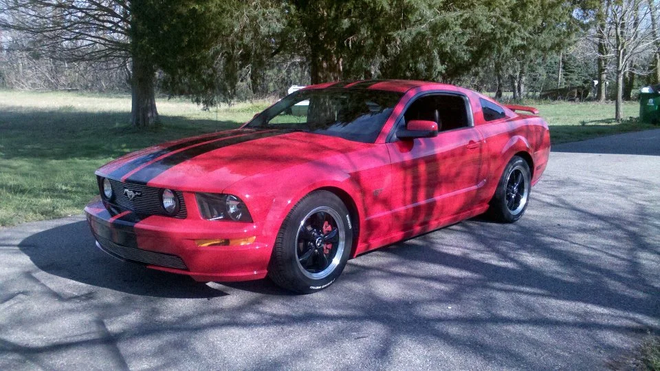 stang 1.webp