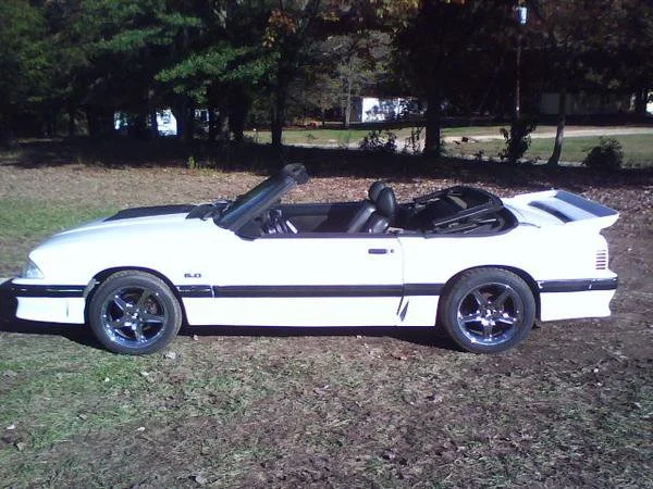 stang 3.webp