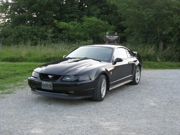 stang.webp