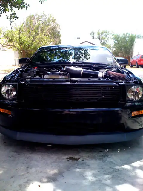 stang.webp