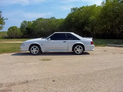 stang1.webp