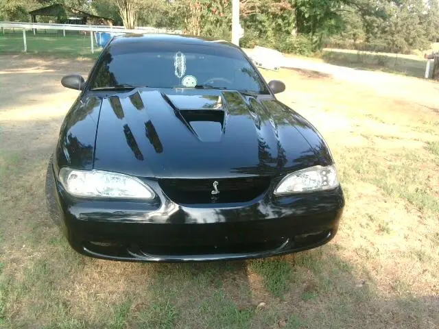 stang1.webp
