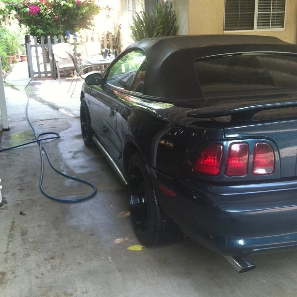 stang1.webp