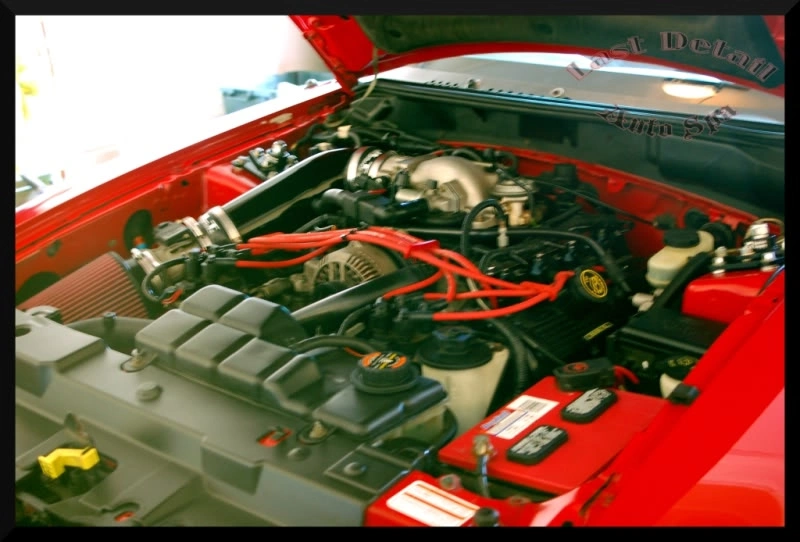 Stang11.webp