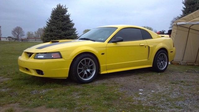 stang11.webp