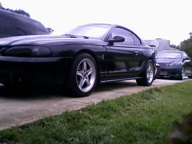 stang12.webp