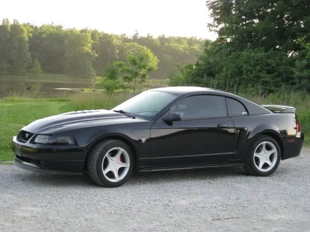 stang2.webp