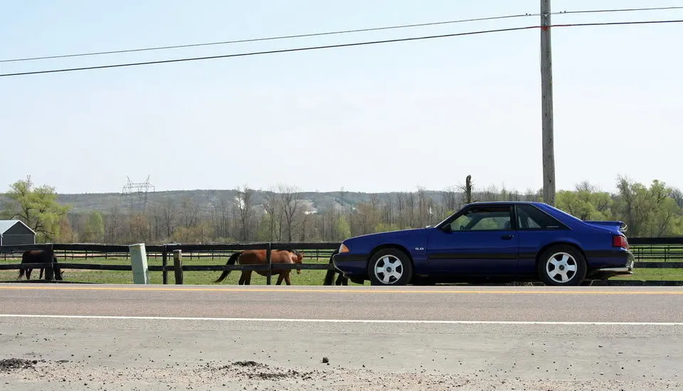 Stang2.webp