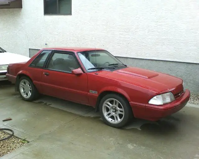 STANG2.webp