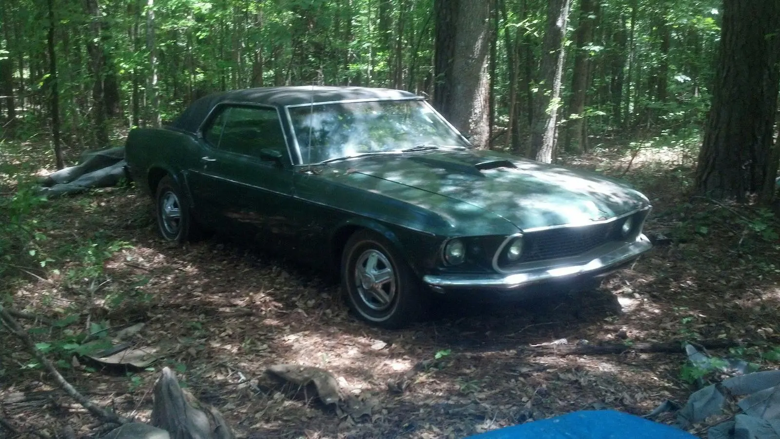 stang2.webp