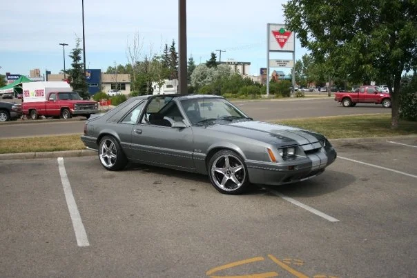 stang3.webp