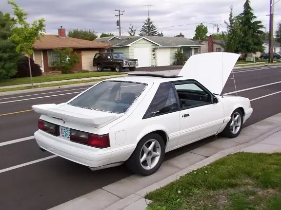 stang3.webp