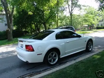 stang3.webp