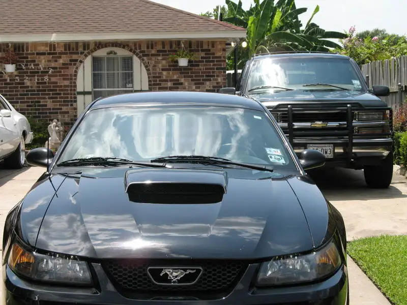 Stang4.webp