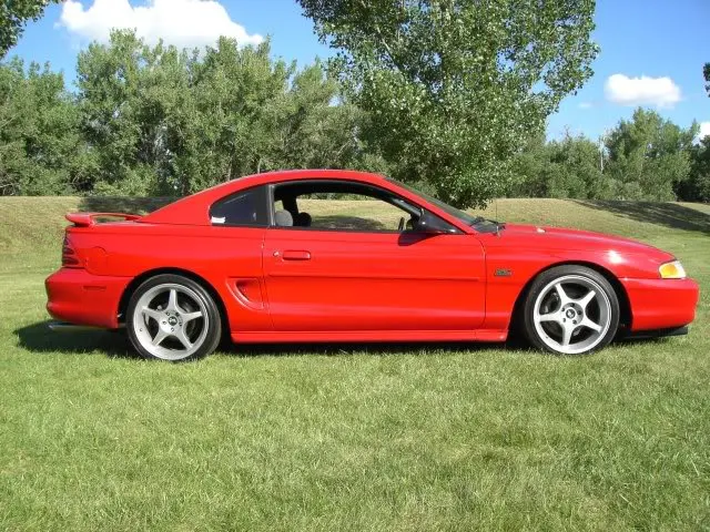 stang4.webp