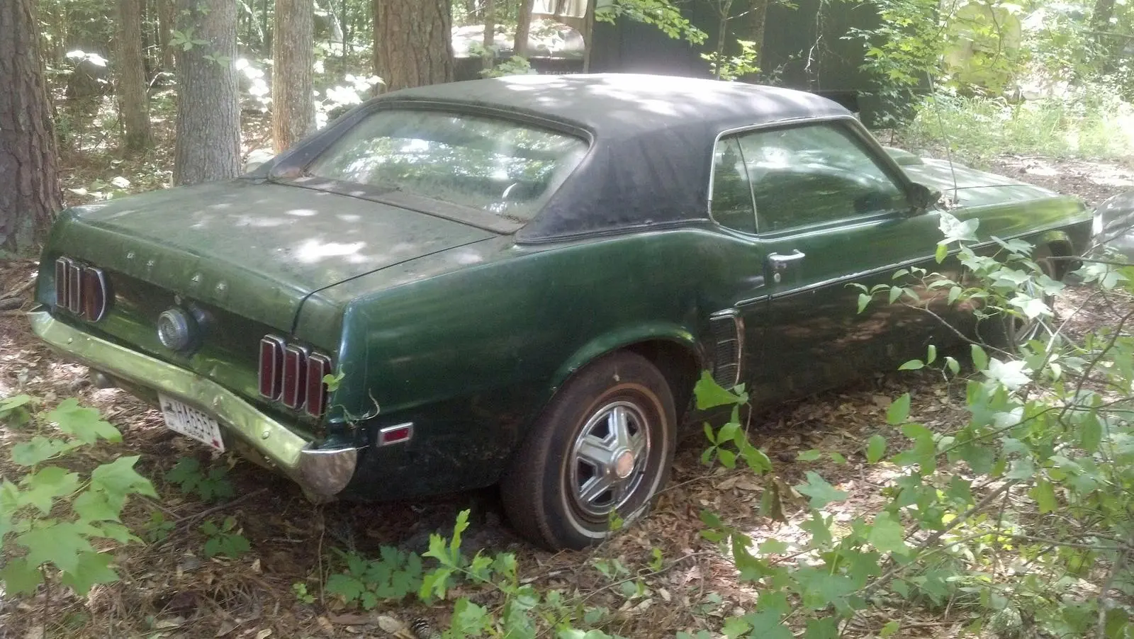 stang5.webp