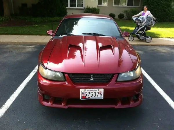 Stang5_zpskjv3mmst.webp
