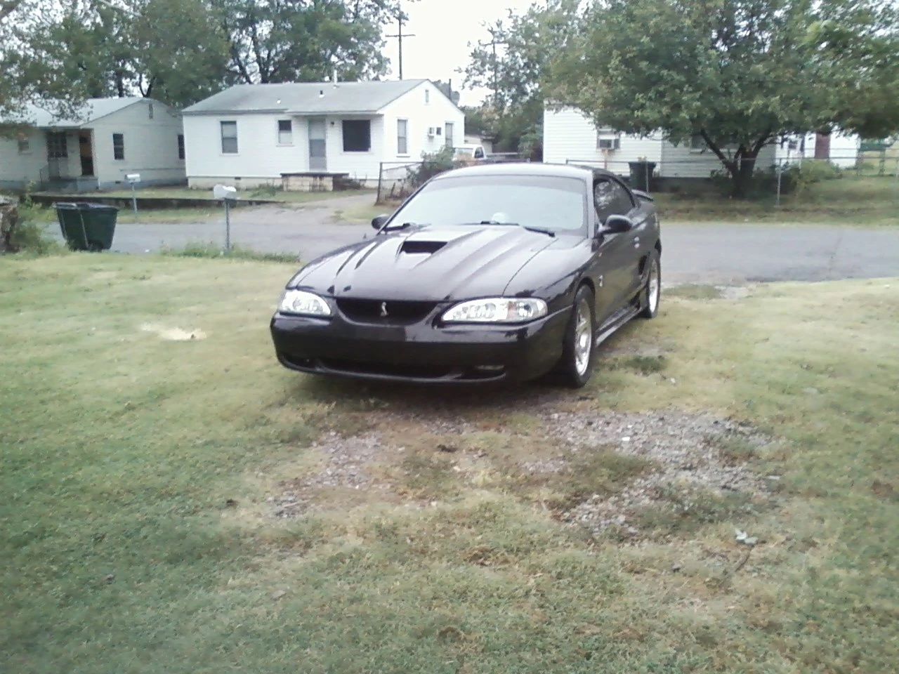 stang7.webp