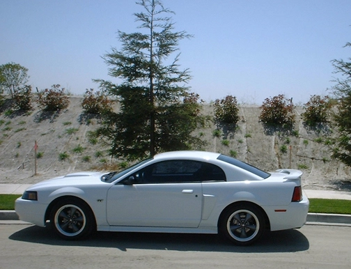 Stang8.webp