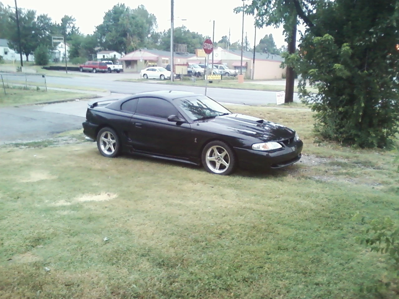 stang8.webp