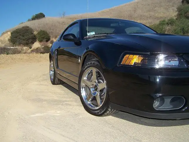 Stang_07.webp