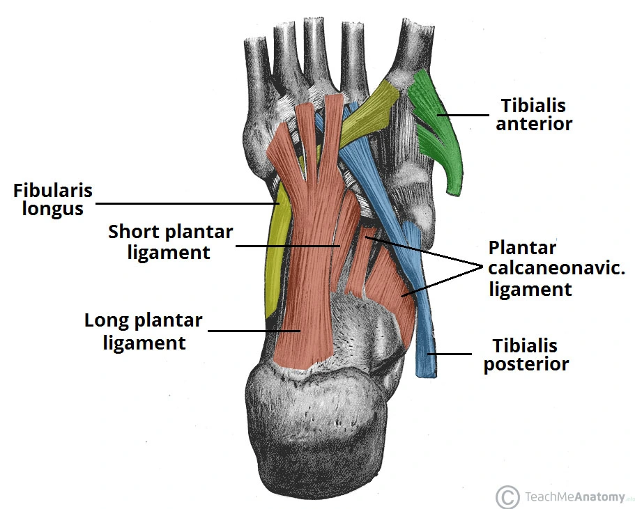 Supporting-Structures-of-the-Foot-Arches.webp