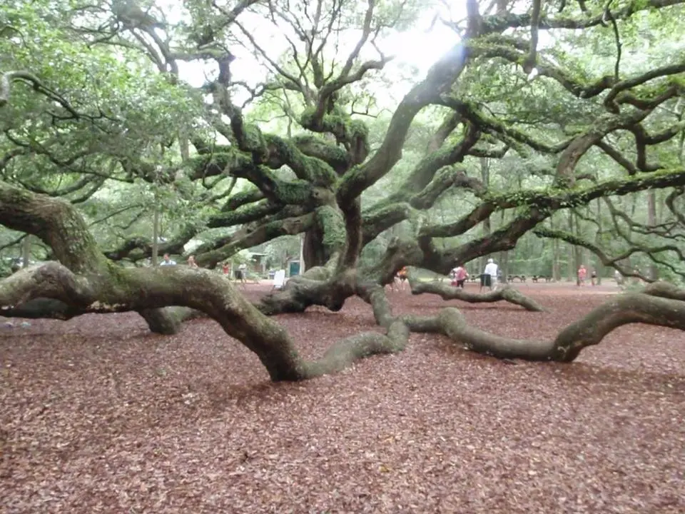 thetree001_zps9baca0e4.webp