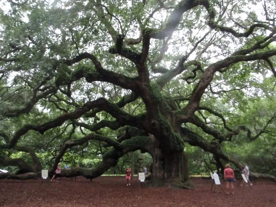 thetree002_zpsc6b0c6fc.webp