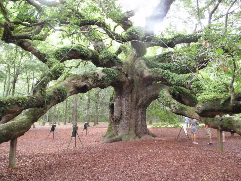 thetree003_zps388725ab.webp