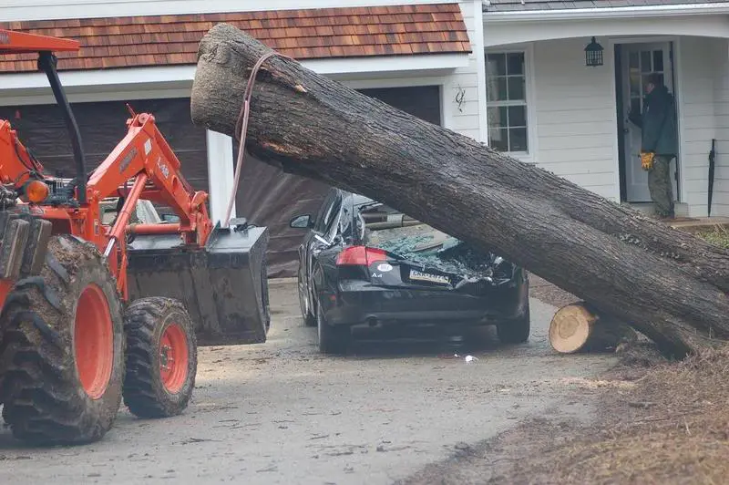 Tree_Storm_3_Smaller.webp