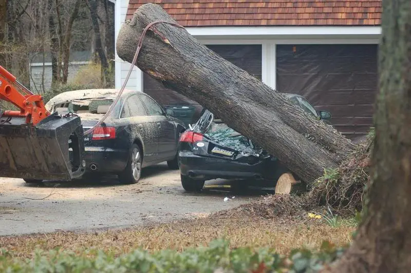 Tree_Storm_4_Smaller.webp