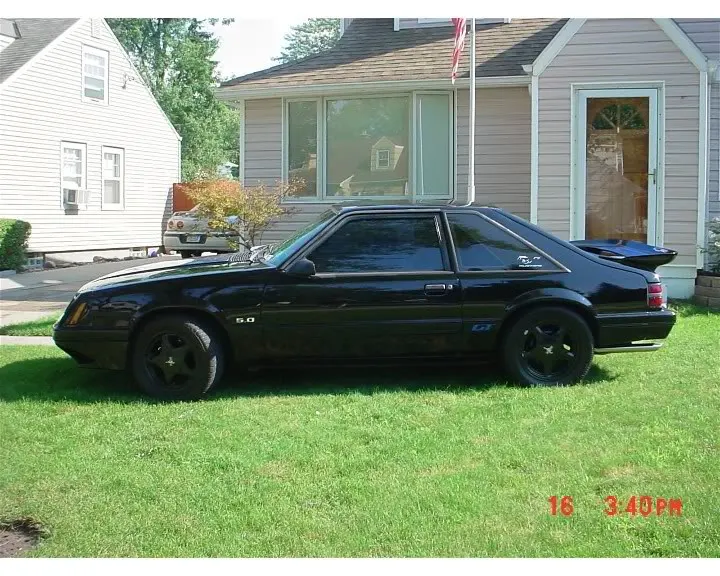 triple black Fox 2.webp