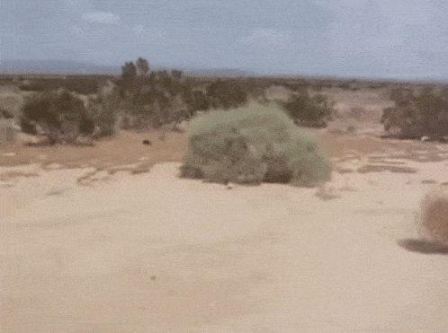 tumbleweed.gif