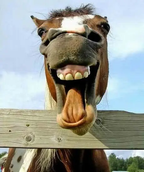 uglyhorse.webp