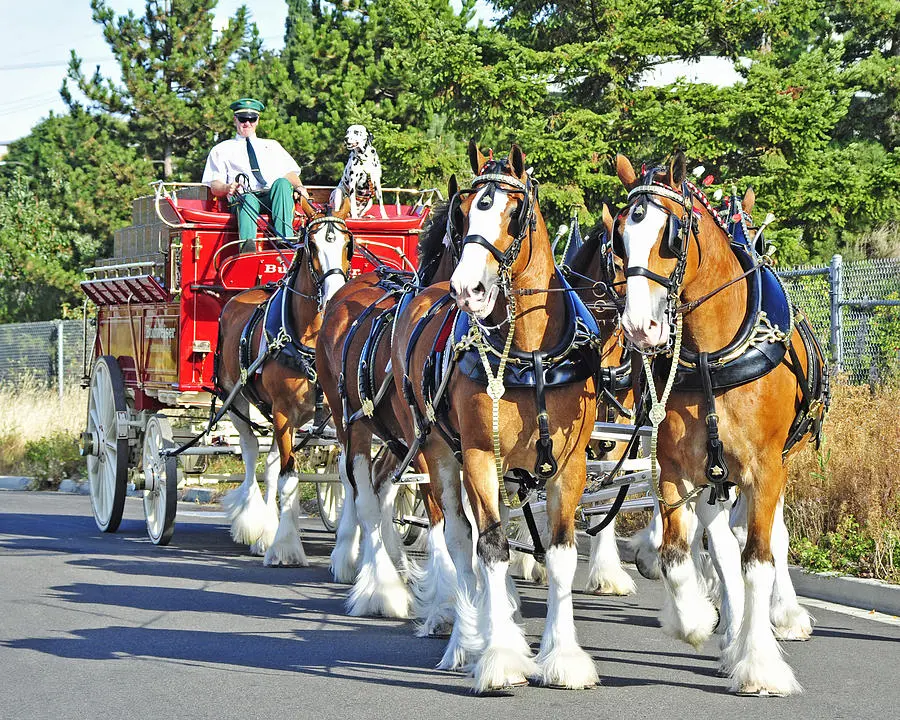 umlarge%2F1%2Fbudweiser-clydesdales-jack-moskovita.webp