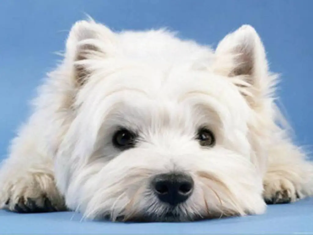 westie.webp