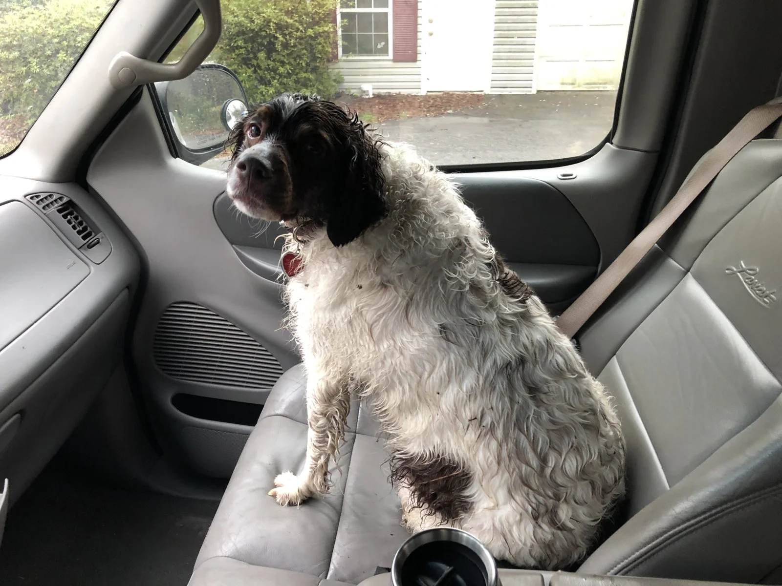 wetdog.jpg